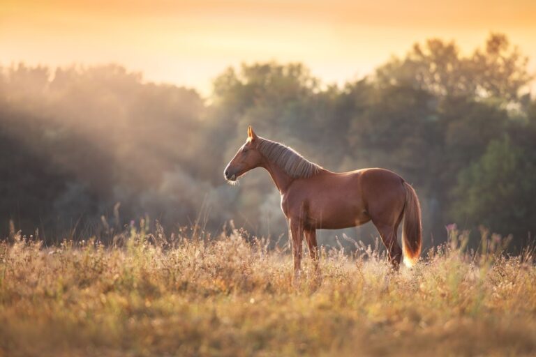 Le bien-être du cheval : routines simples pour un cheval heureux et en bonne santé